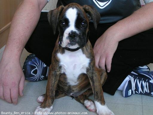 Photo de Boxer