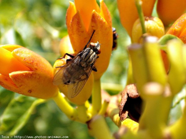 Photo de Mouche