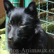 Photo de Schipperke