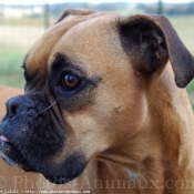 Photo de Boxer