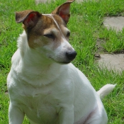 Photo de Jack russell terrier