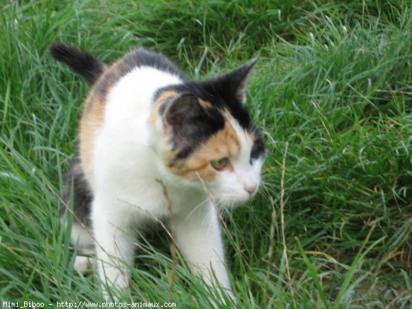 Photo de Chat domestique