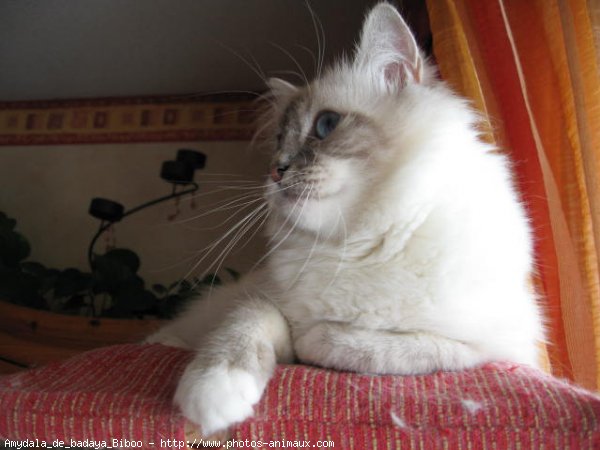 Photo de Sacr de birmanie