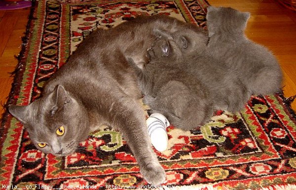 Photo de Chartreux