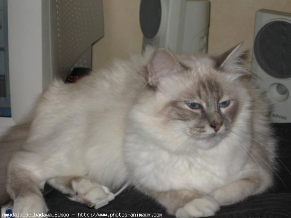 Photo de Sacr de birmanie