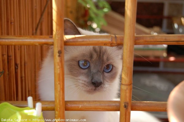 Photo de Sacr de birmanie