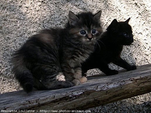 Photo de Chat domestique