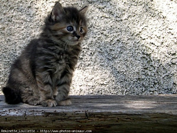 Photo de Chat domestique