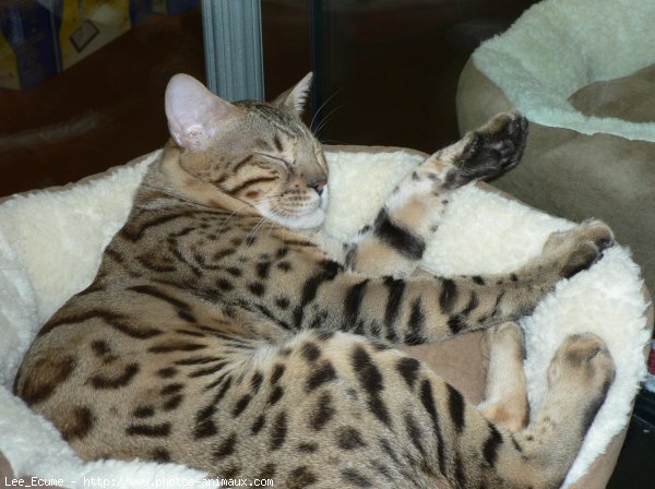 Photo de Bengal