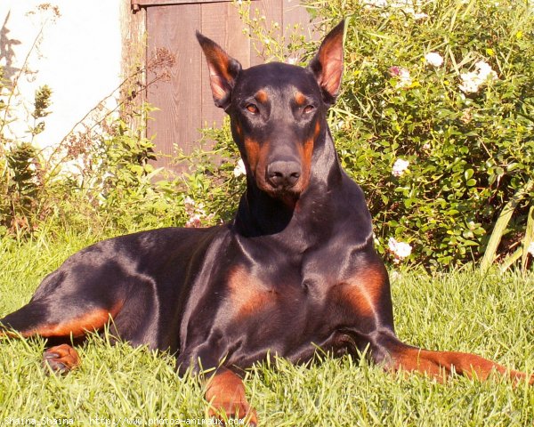 Photo de Dobermann