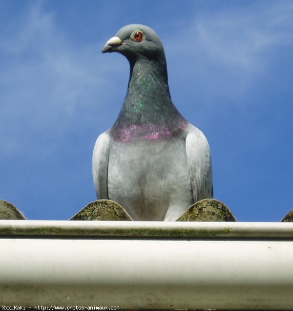 Photo de Pigeon