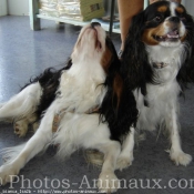 Photo de Cavalier king charles spaniel