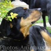 Photo de Rottweiler