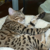 Photo de Bengal