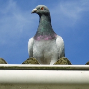 Photo de Pigeon