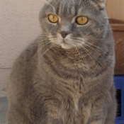 Photo de Scottish fold