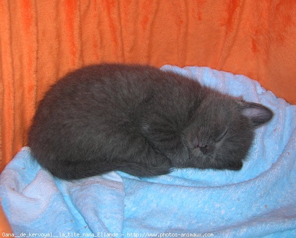 Photo de Chartreux