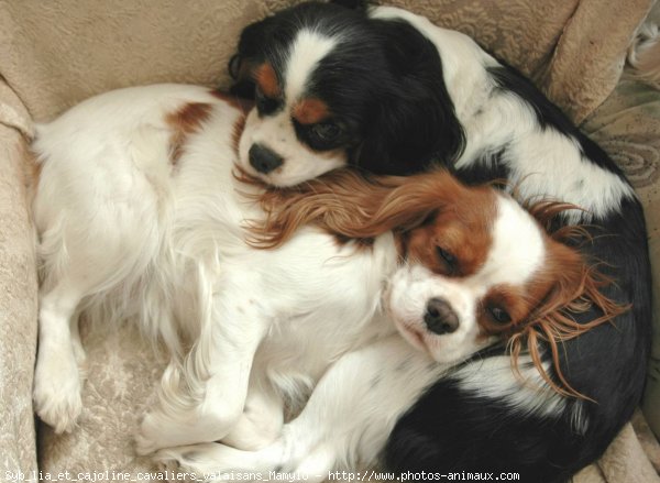 Photo de Cavalier king charles spaniel