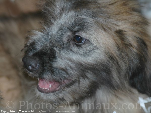 Photo de Chien de berger des pyrenes  poil long