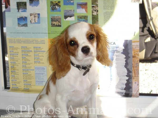 Photo de Cavalier king charles spaniel