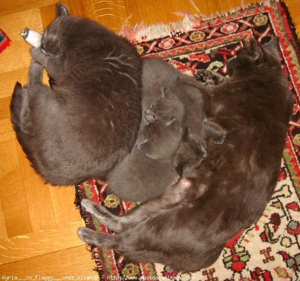 Photo de Chartreux