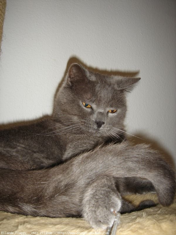 Photo de Chartreux