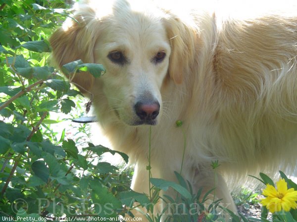 Photo de Golden retriever