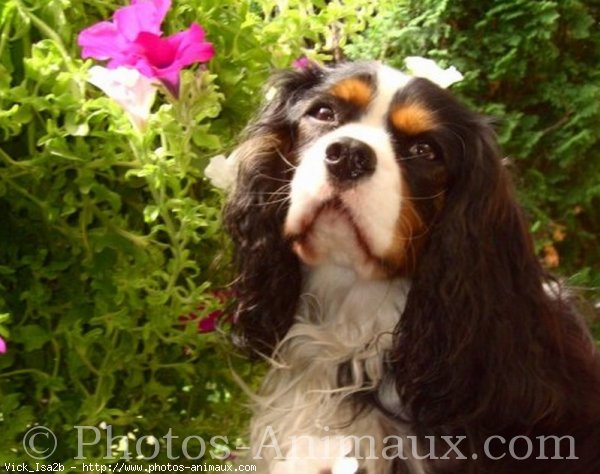 Photo de Cavalier king charles spaniel