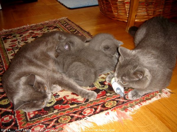 Photo de Chartreux