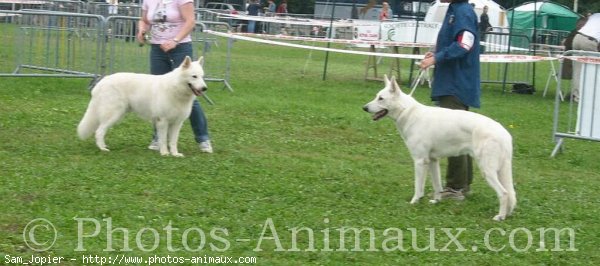 Photo de Berger blanc suisse