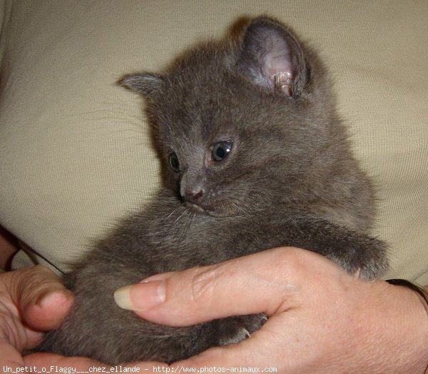 Photo de Chartreux