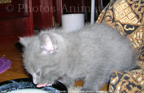 Photo de Chartreux