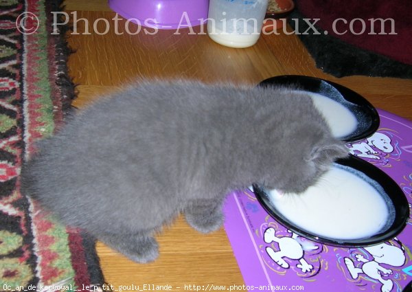 Photo de Chartreux