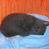 Photo de Chartreux