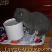 Photo de Chartreux