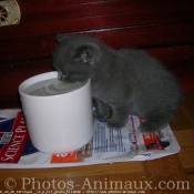 Photo de Chartreux