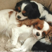 Photo de Cavalier king charles spaniel