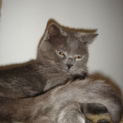 Photo de Chartreux