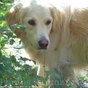 Photo de Golden retriever