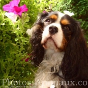 Photo de Cavalier king charles spaniel