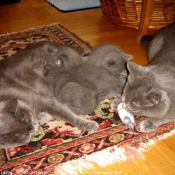 Photo de Chartreux