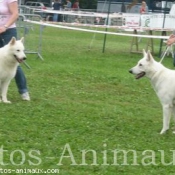 Photo de Berger blanc suisse