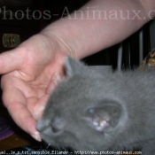 Photo de Chartreux