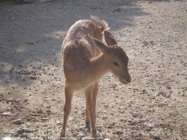 Photo de Biche