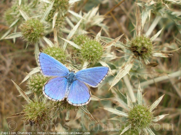 Photo de Papillon