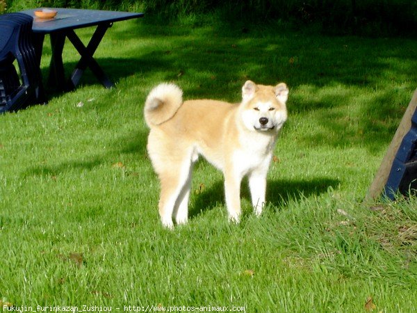 Photo d'Akita inu