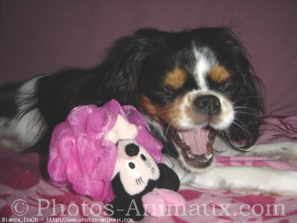 Photo de Cavalier king charles spaniel