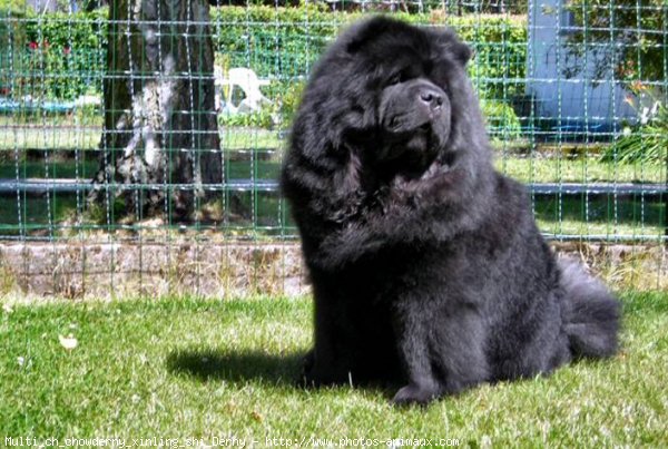 Photo de Chow chow