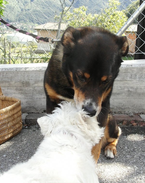 Photo de Races diffrentes