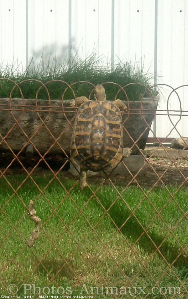 Photo de Tortue